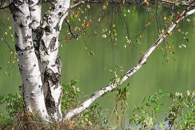 Fast Growing Shade Trees | GardenersPath.com