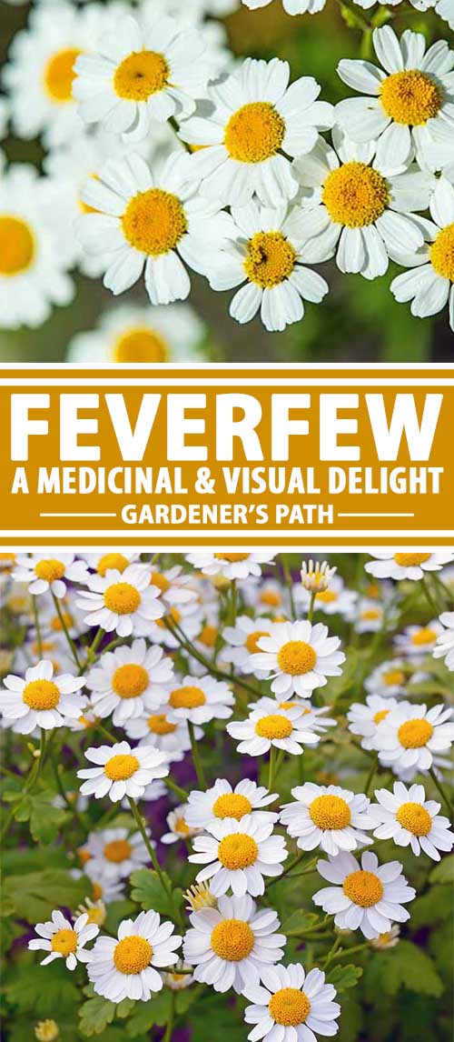 How to Plant and Grow Feverfew Gardener’s Path