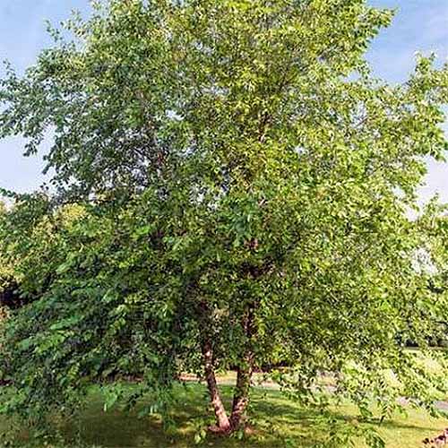 Paper Birch Tree | GardenersPath.com