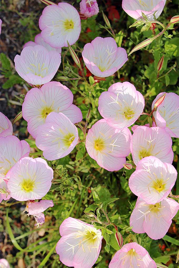 How to Grow Evening Primrose, A TripleDuty Plant Gardener’s Path