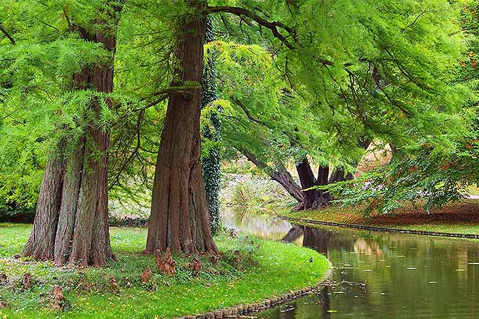 Redwoods | GardenersPath.com