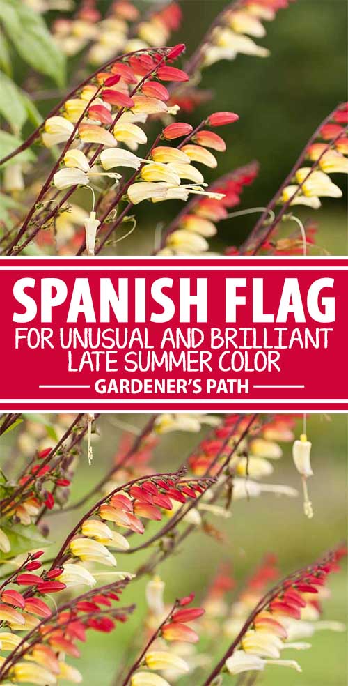 A collage of photos showing different views of Spanish flag aka mina lobata aka exotic love vine flowers in bloom.