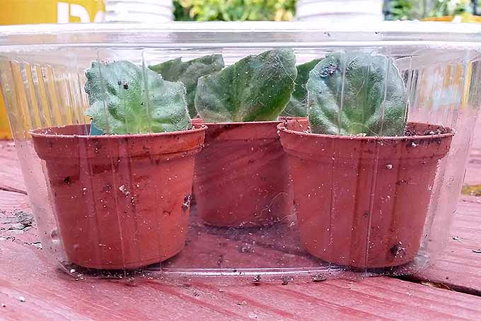 Three small orange plastic flower pots with an African violet leaf stuck into each, all placed in a clear plastic takeout container.