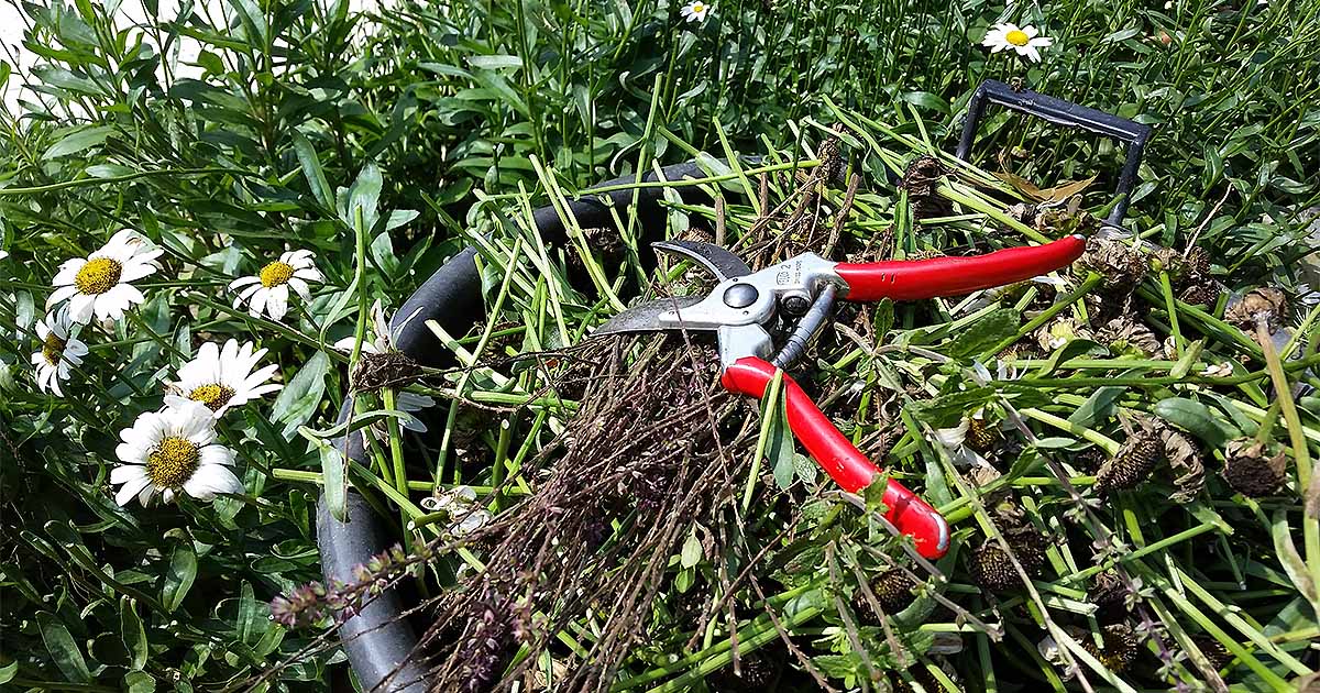 The Best Tips for Pruning Perennials in Spring and Fall