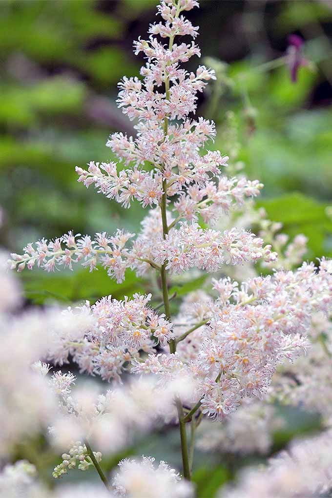 The Best Tips for Pruning Perennials in Spring and Fall Gardener’s Path