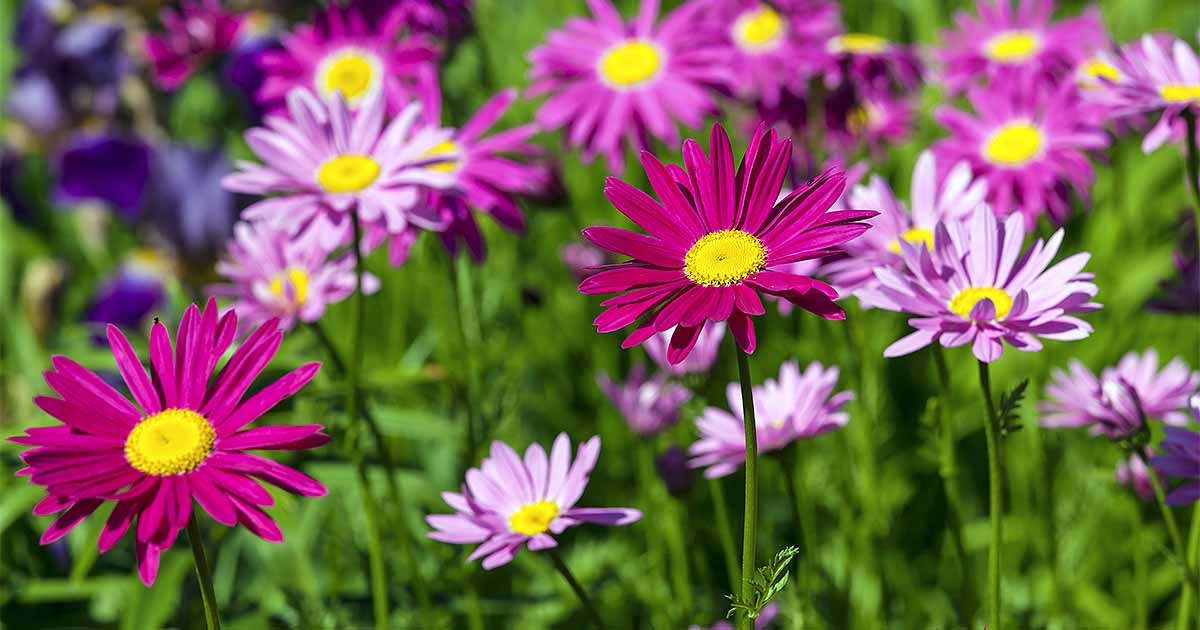 Learn How to Grow Painted Daisy Gardener’s Path