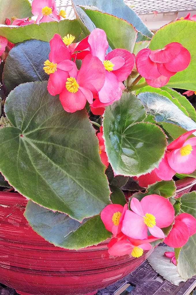 How to Grow Wax Begonias an OldFashioned Annual Gardener’s Path