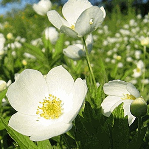 List Of 20+ Ground Cover For Wet Sunny Areas