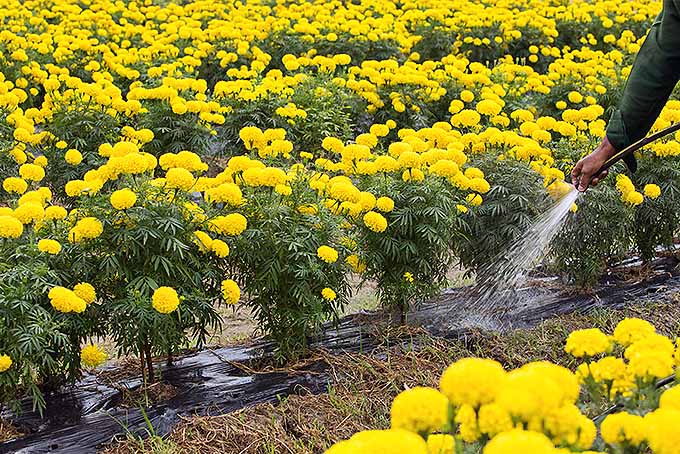 How to Plant, Grow, and Care for Marigolds Gardener’s Path