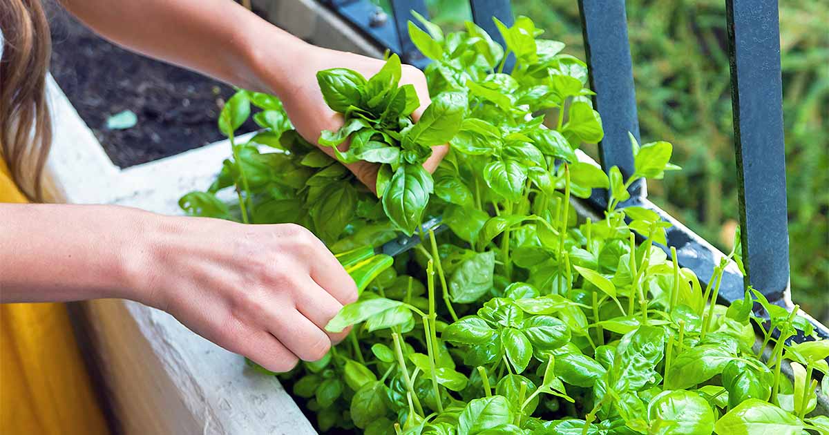 How to Plant and Grow Basil Gardener’s Path