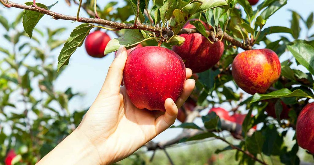 How to Grow and Care for Apple Trees Gardener’s Path