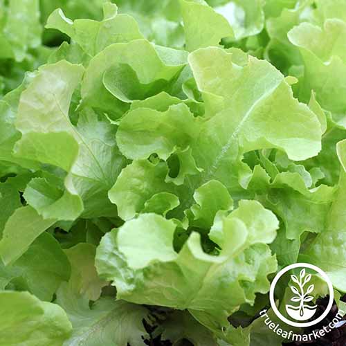 How to Plant and Grow Leaf Lettuce Gardener’s Path