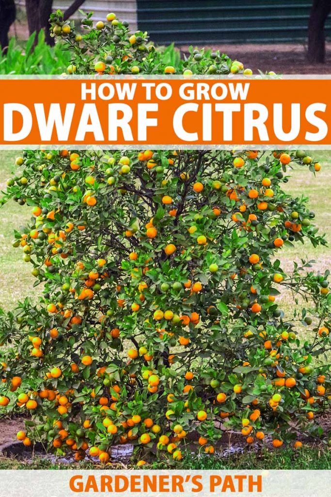 How to Grow Dwarf Citrus Trees Gardener’s Path