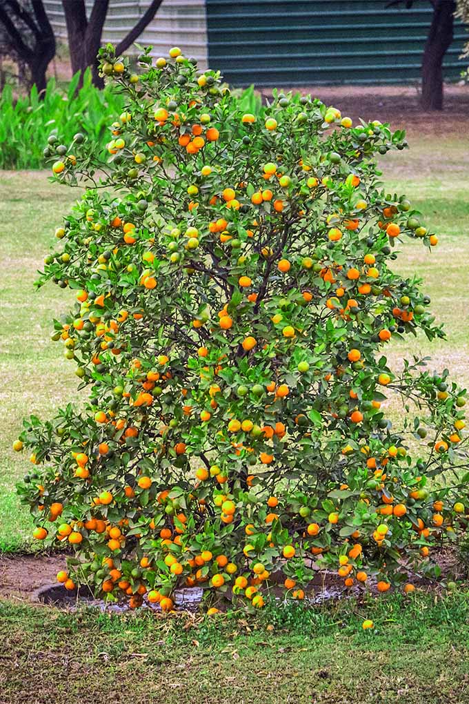How to Grow Dwarf Citrus Trees Gardener’s Path