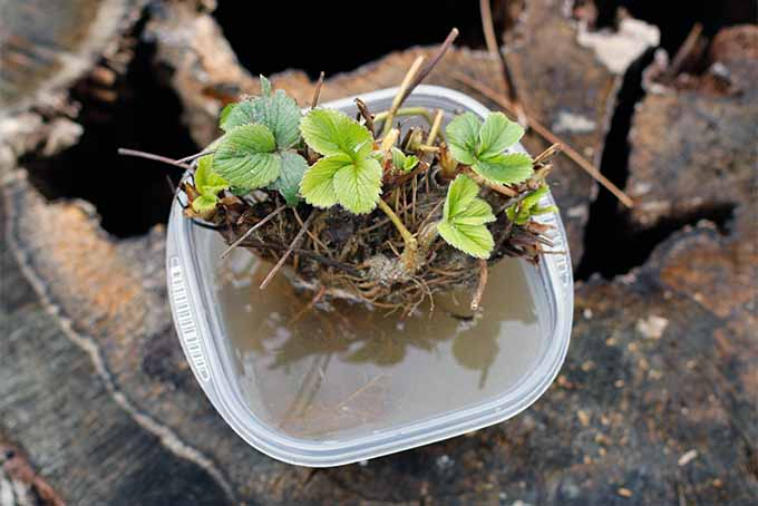How to Plant and Grow Strawberries Gardener's Path