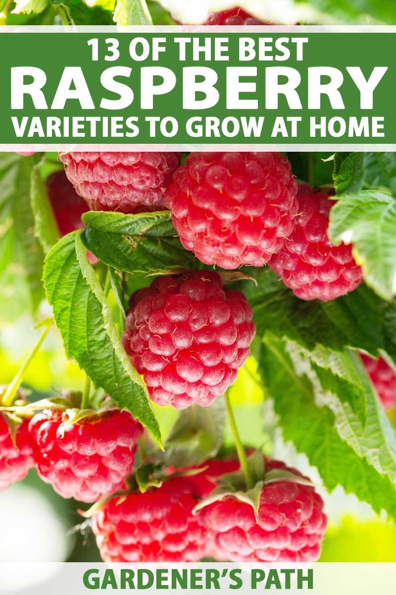 The Top 13 Raspberry Varieties to Grow in Zones 39 Gardener’s Path