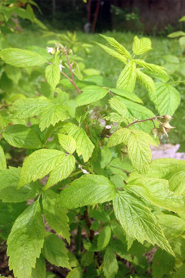 How to Grow Your Own Raspberries Gardener’s Path