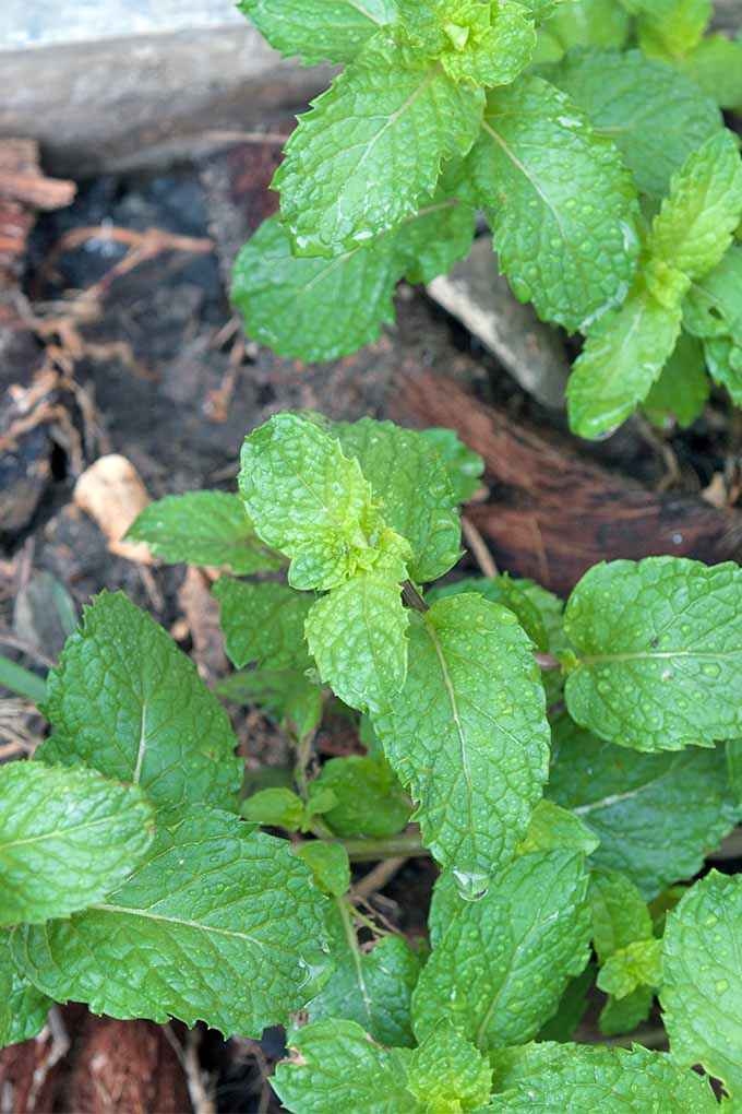 How to Grow Mint in the Garden (Without It Taking Over) Gardener’s Path