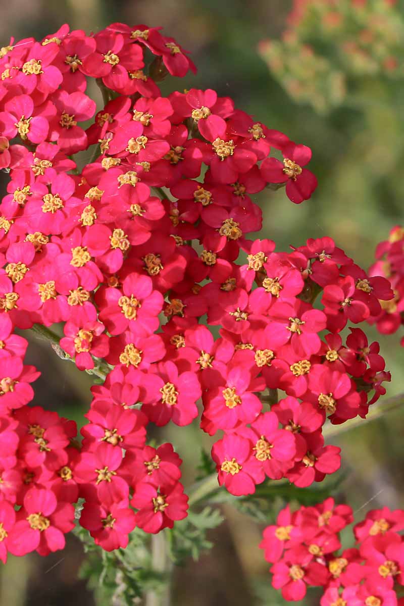 Closeup of red yarrow flowers with yellow centers.