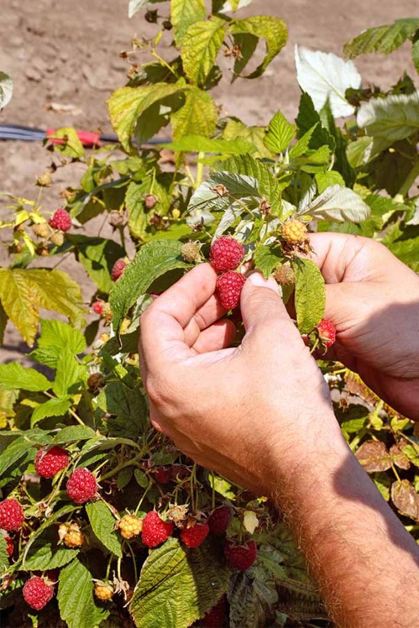 The Top 13 Raspberry Varieties to Grow in Zones 39 Gardener’s Path