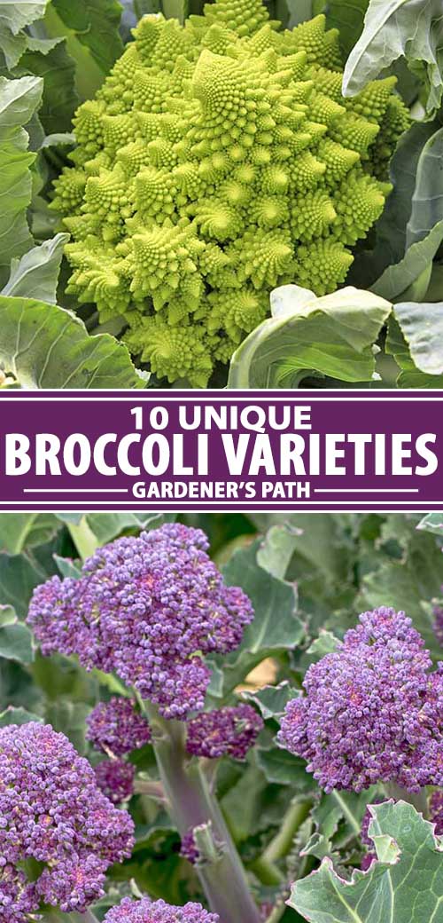 The 10 Best Broccoli Varieties to Grow at Home Gardeners Path