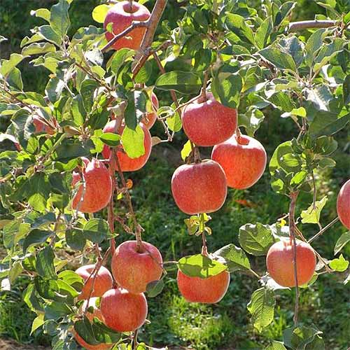A square image of hanging &lsquo;Fuji&rsquo; apples growing on a branch with green leaves.