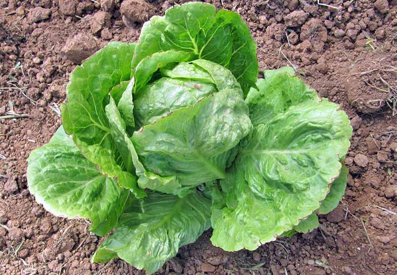 How to Grow Your Own Lettuce Tips for Leaf and Head
