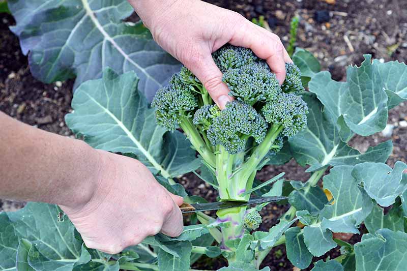 How to Plant and Grow Broccoli Gardener’s Path