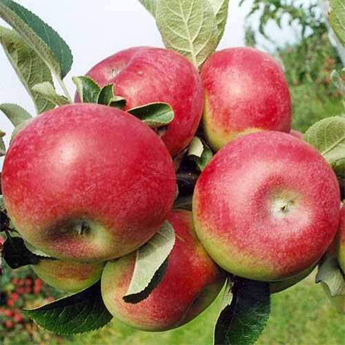 A square image of a cluster of five red and green &lsquo;McIntosh&rsquo; apploes growing on a tree.