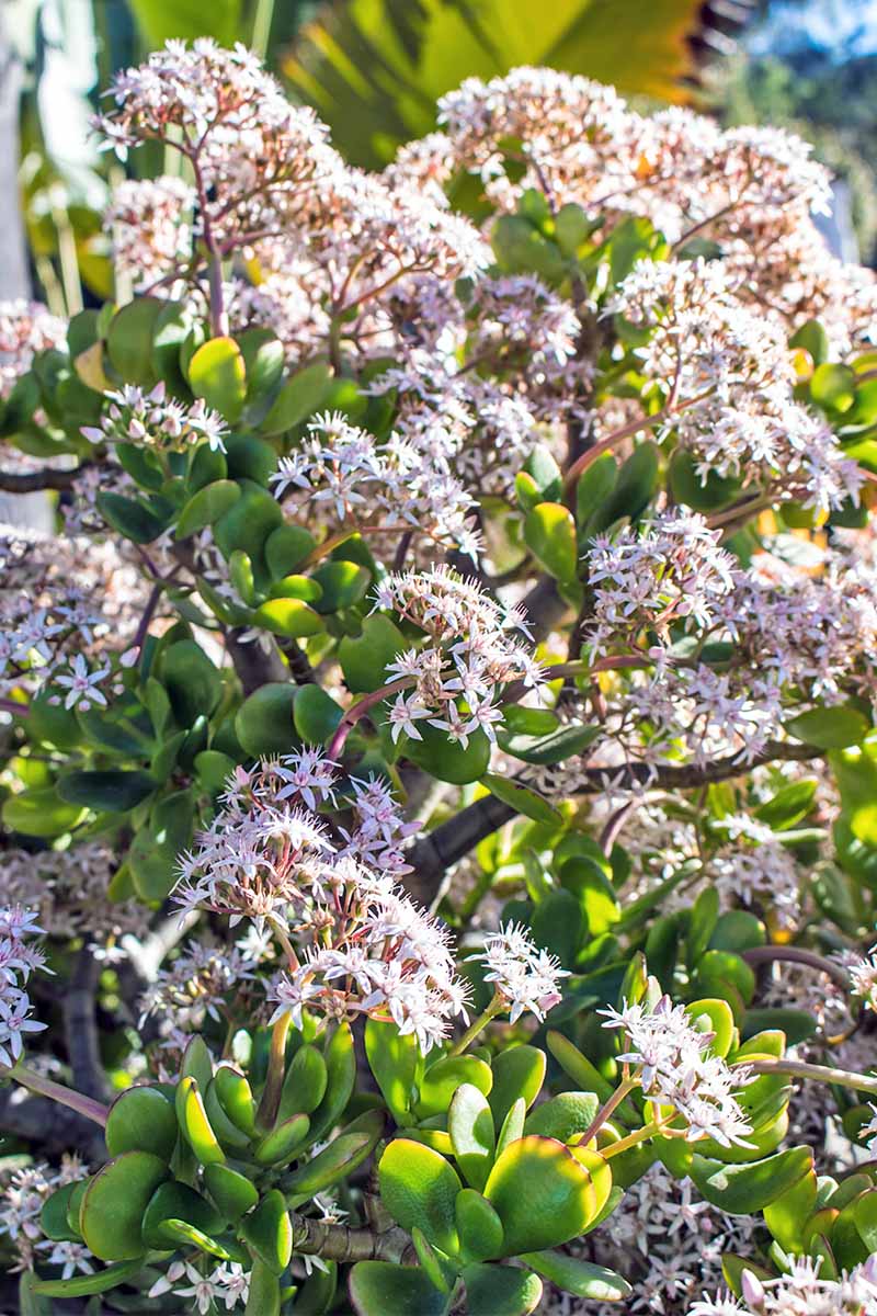 A green jade plant bursting with pinkish white blossoms that are filling the entire frame.