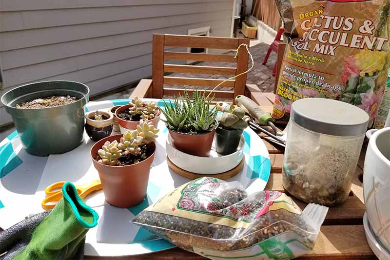 A brown wooden outdoor table and chair in front of a house with gray siding, with a blue and white round tray, various pots of soil and succulents, bags of pebbles and potting mix, green garden gloves, scissors, and other tools for planting.