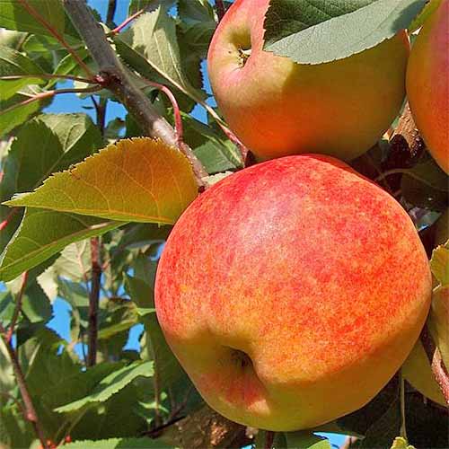 A square image of a cluster of &lsquo;Gravenstein&rsquo; apples growing on a branch with green leaves, in bright sunshine.