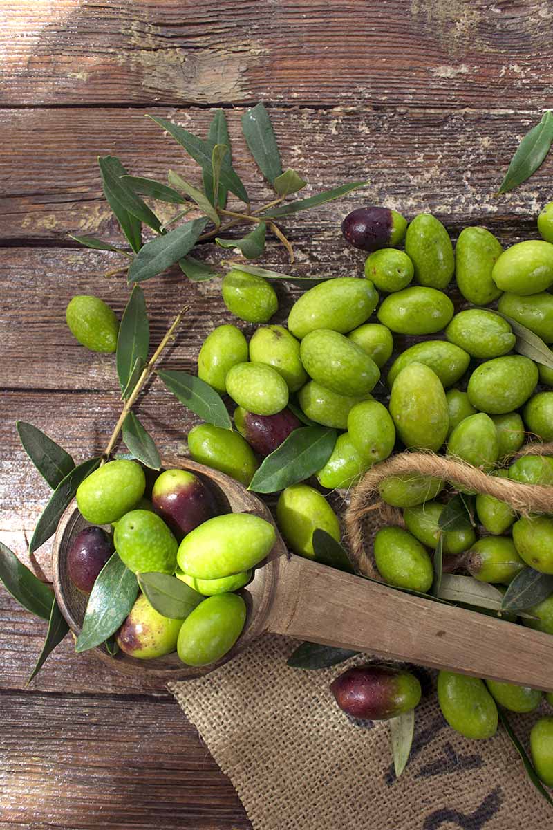 A pile of green olive with a few purple ones scattered here and there, with a wood scoop and a few branches with long green-gray leaves, on a brown natural wood background.