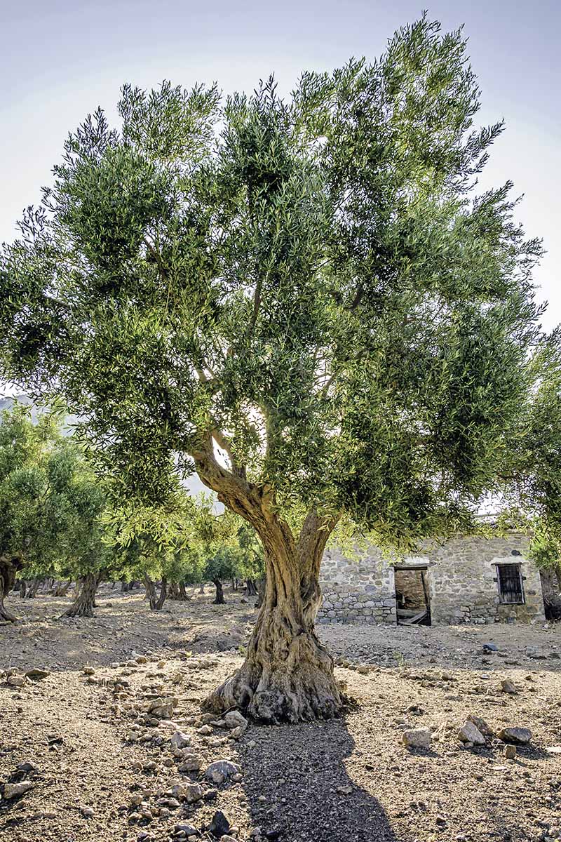 Learn How to Grow Olive Trees in the Home Landscape Gardener’s Path