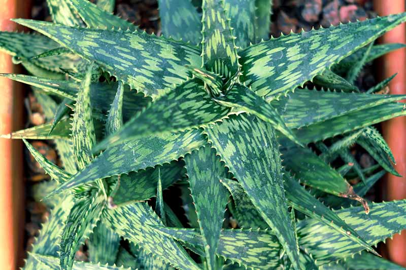 Top-down shot of dark and light green variegated aloe plant, with spiky leaves, growing in a rectangular terra cotta planter.
