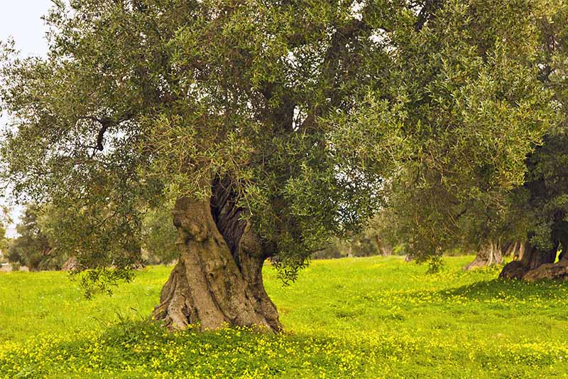 An old olive tree with gnarled wide trunk and small green leaves, growing in a bright green lawn with yellow flowers.