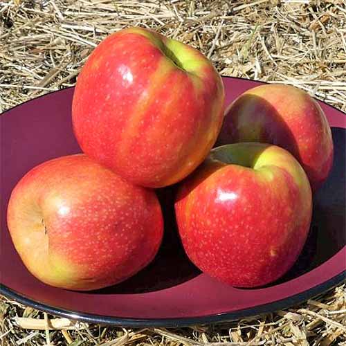 A square image of four red and yellow &lsquo;Pink Lady&rsquo; apples on a maroon plate, on top of a hay bale.