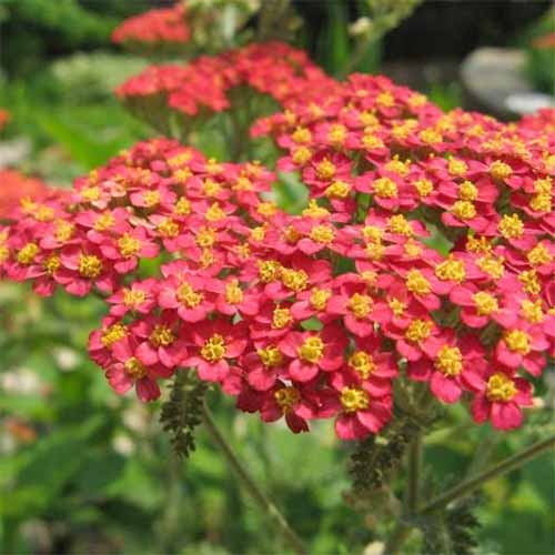 Square image of red achillea with yellow centers and green leaves.