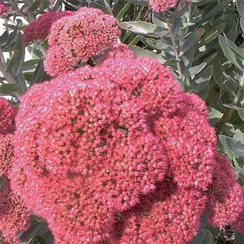 Closeup of a large pink cluster of sedum &lsquo;Autumn Joy&rsquo; flowers.