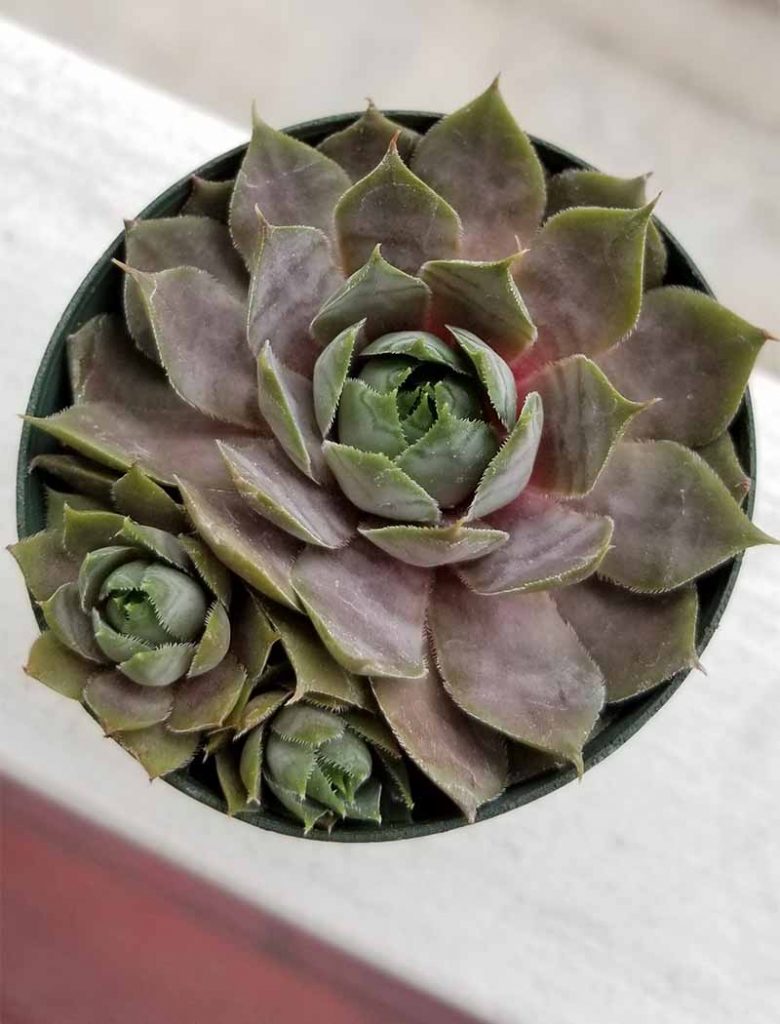 11 Best EasyCare Exotic Succulents to Grow at Home