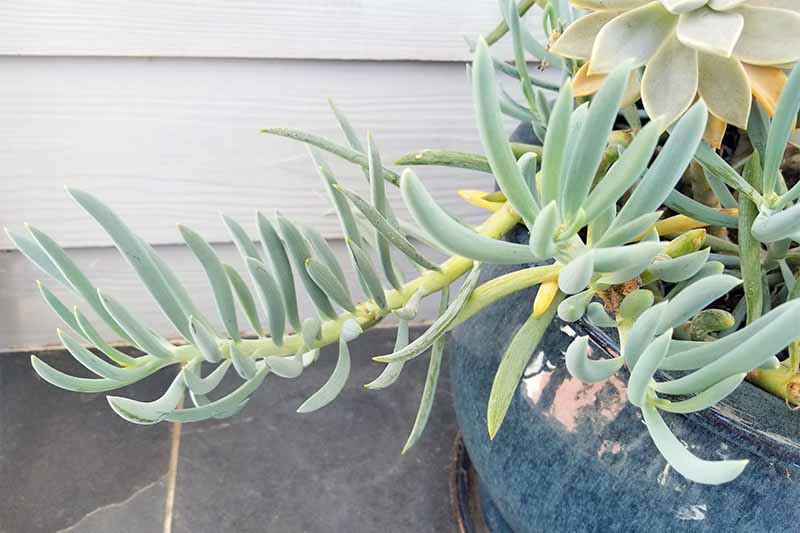 A blue chalk plant with long, finger-like succulent leaves, a few of which are yellow from overwatering, in a shiny blue planter on a slate patio in front of a wall with gray siding.