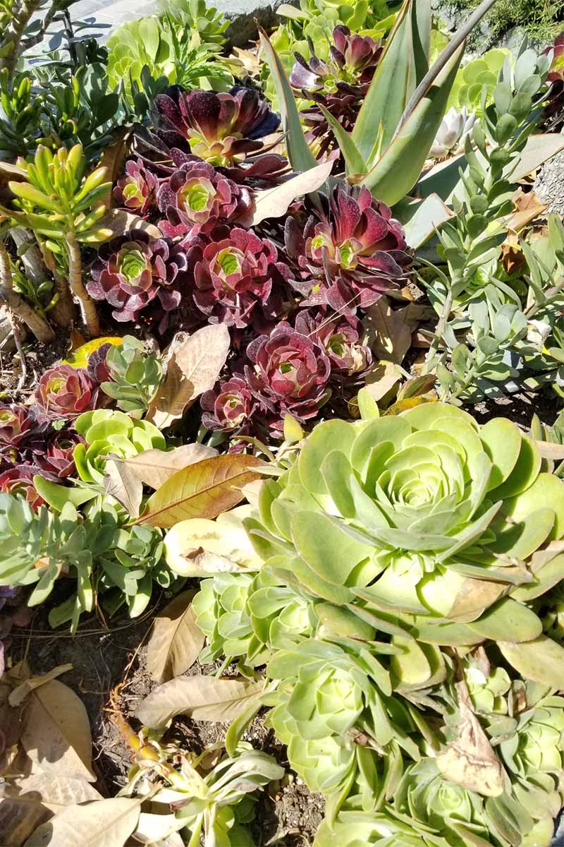Green and purple succulents growing in bright sunshine.