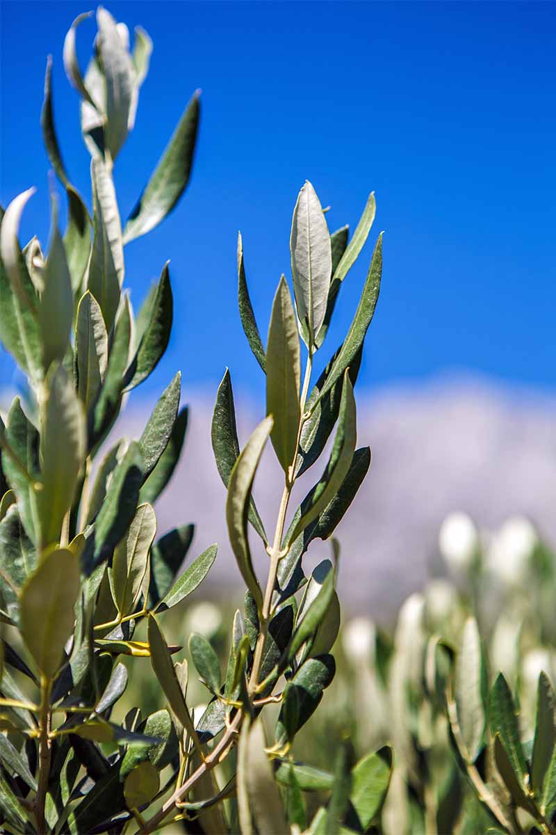 Learn How to Grow Olive Trees in the Home Landscape