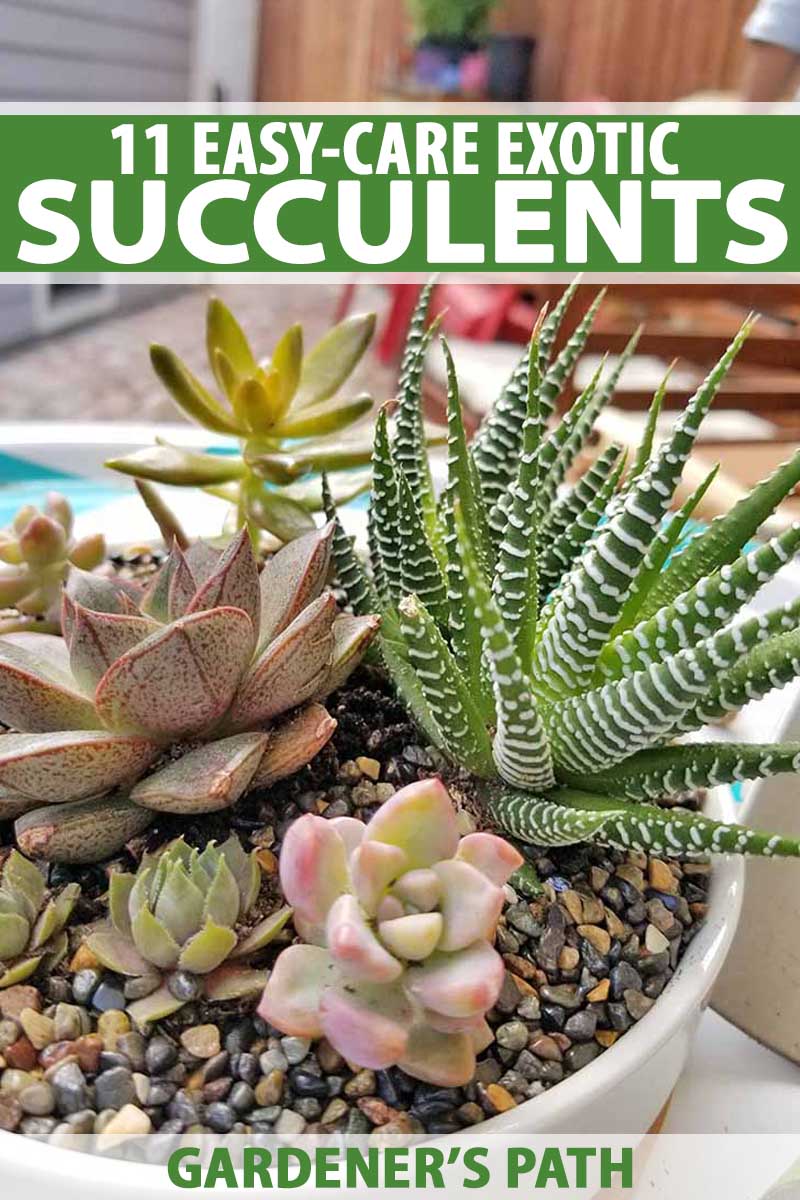 A variety of succulents growing in soil topped with small shiny pebbles in a white ceramic planter with a bamboo base, on an aqua and white round tray with patio chairs and a house with gray siding in the background.