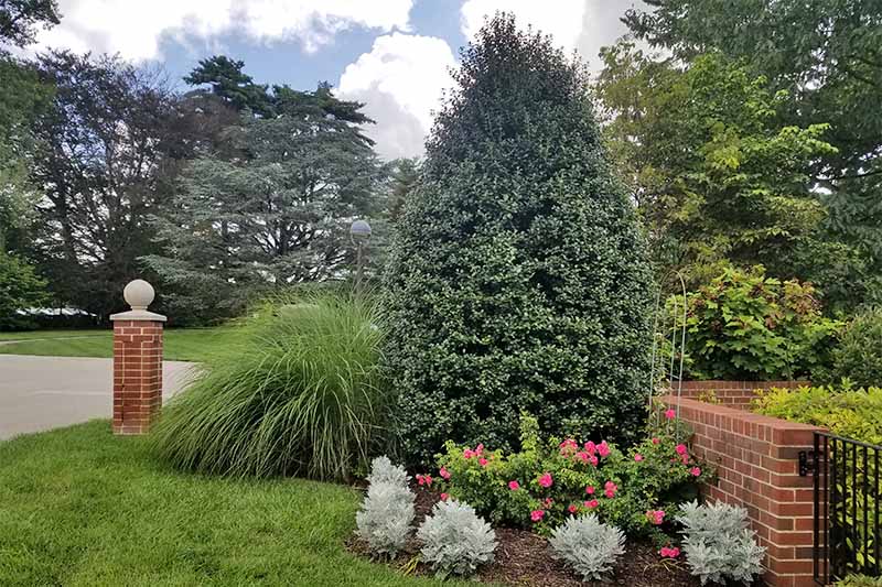 Silver ragwort creates a border along a garden bed with pink flowers and brown wood mulch, with ornamental grass, evergreens, and trees in the background, along a brick wall with a driveway behind.