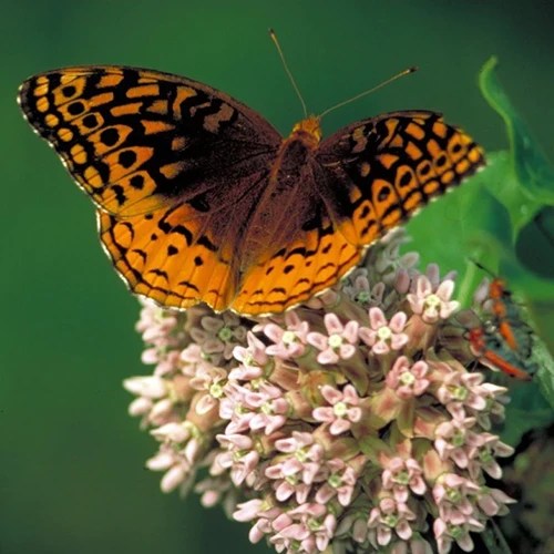 A close up of a butterfly feeding from common milkweed flowers pictured on a soft focus background.