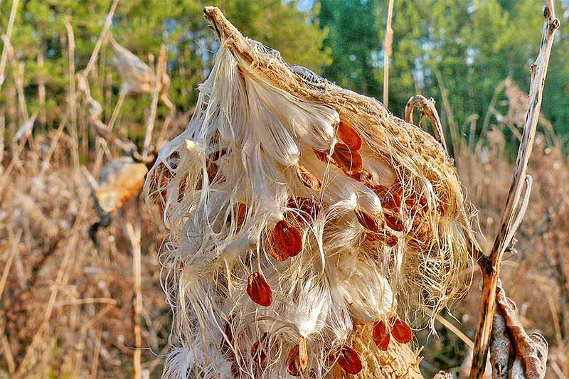 Milkweed seeds on a dry pod that has broken open in the fall, with dry, dead stalks of the plant surrounding it, and green trees in the distance.