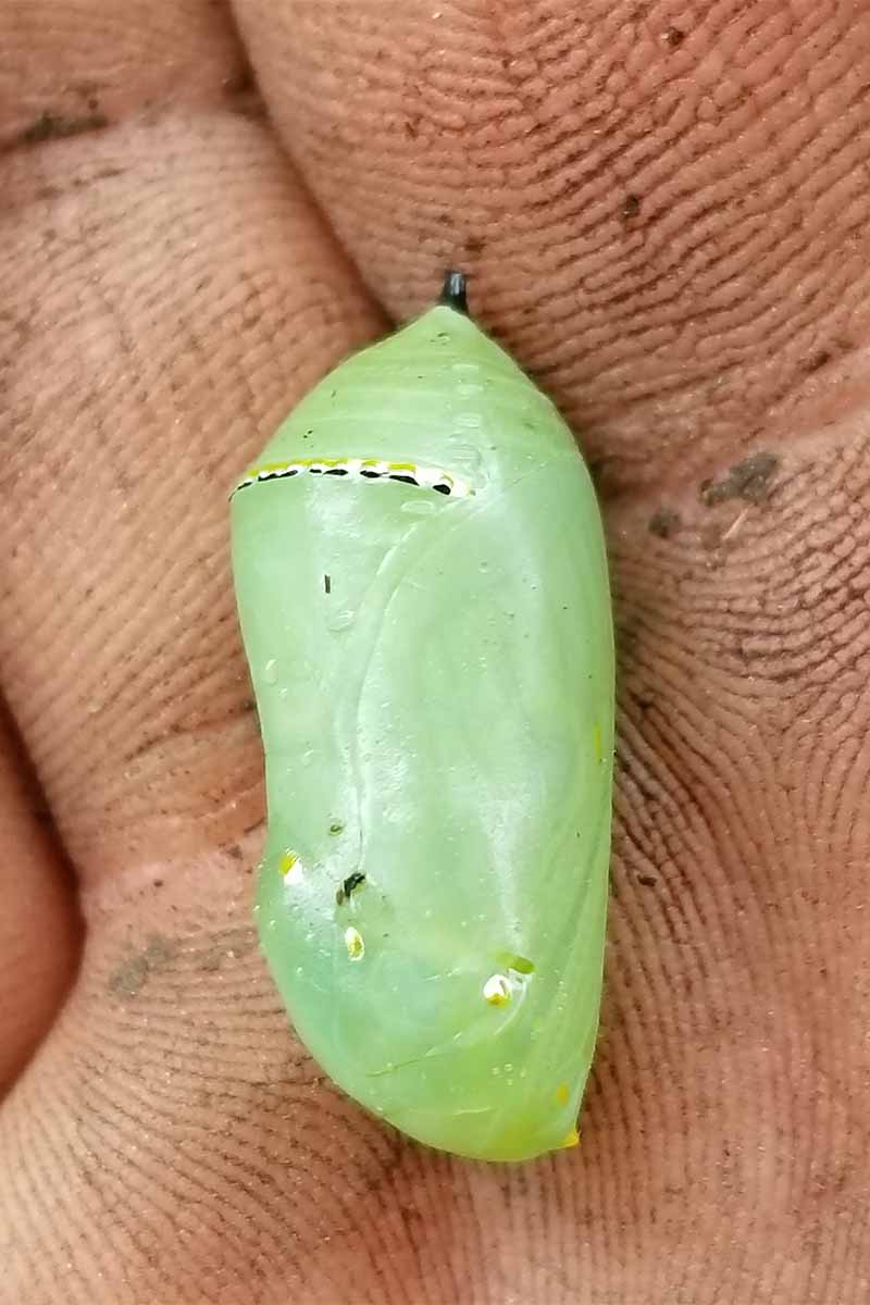 Closeup of a light green Monarch butterfly chrysalis, with a yellow and black stripe at the top, in the palm of a person&rsquo;s dirt-covered hand.