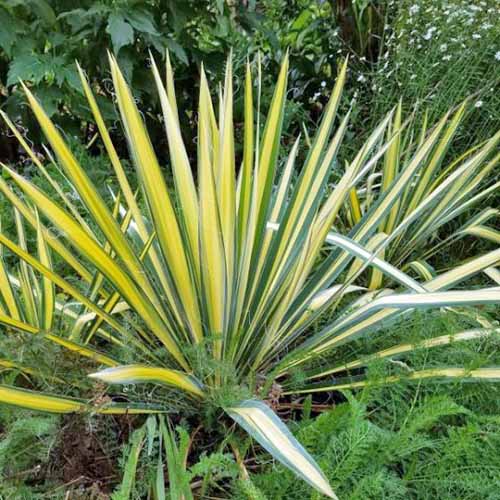 Green and yellow spiky &lsquo;Color Guard&rsquo; yucca growing among other types of foliage in various shades of green.