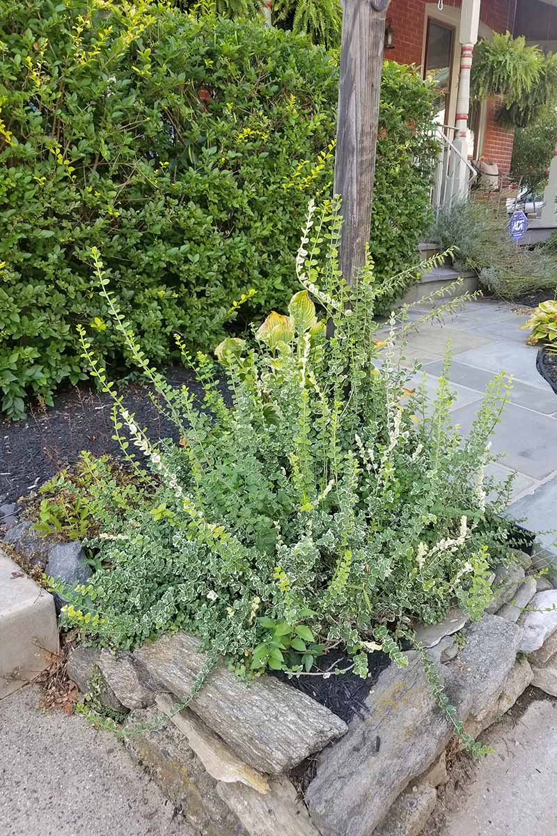The Best Evergreen Shrubs for Your Garden | Gardener’s Path